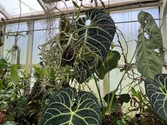-昆明植物园