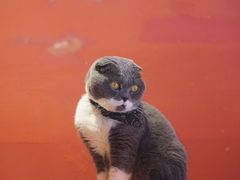 -猫色咖啡·猫咖