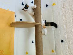 -平行世界·猫咖(首经贸店)