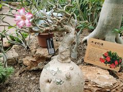 -北京植物园-展览温室