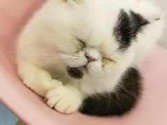 -三花喵·撸猫购宠·宠物生活馆(虹桥南丰城店)