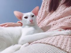 -喵的天空名猫咖啡馆·撸猫·猫舍·用品