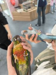 -Moni星球萌宠·小马宝莉·灵蛇·高端高阶全萌宠互动体验俱乐部(红豆国际广场店)
