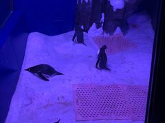 -暹罗海洋世界