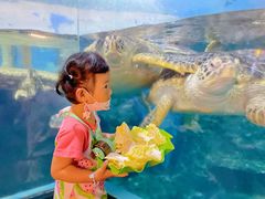 -烟台海昌鲸鲨海洋公园