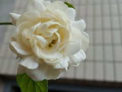 android_upload_pic-比格比萨(烟台龙口博商店)