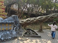-独树成林