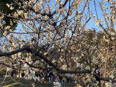 -无锡梅园公园