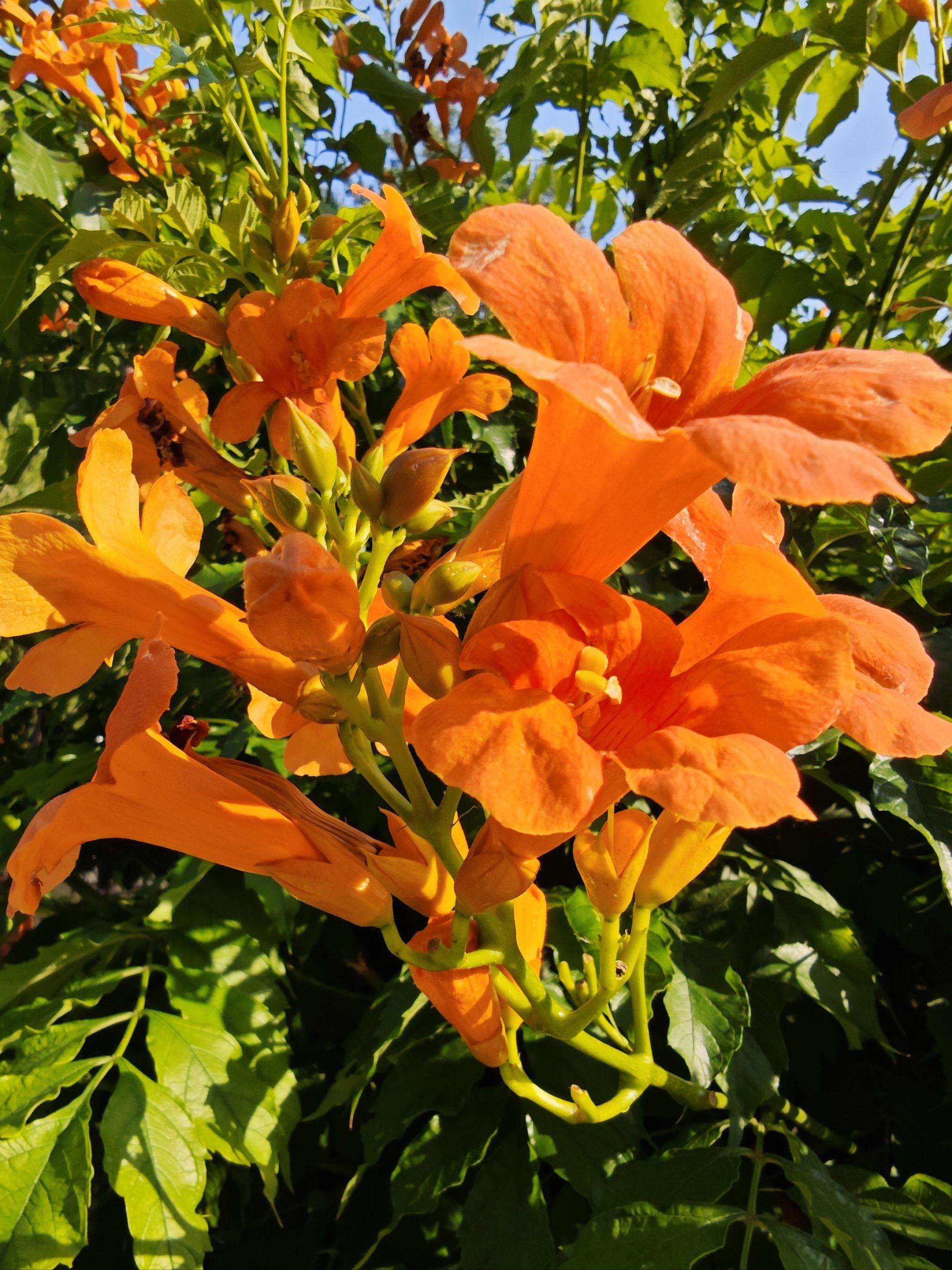 盛开花朵的美景