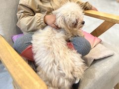 -柴犬小屋·柴餐厅·狗咖食堂(金鼎广场店)