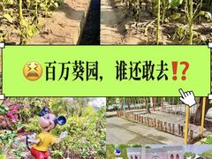 -百万葵园