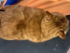 -熊小胖宠物生活馆(天华园店)