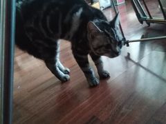 -熊小胖宠物生活馆(天华园店)