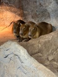 -Zoolung Zoolung动物主题公园(海信广场店)