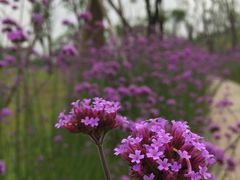 -白鹭湾湿地公园