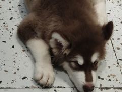 -Husky Go!哈士奇体验馆·宠物咖啡厅狗咖