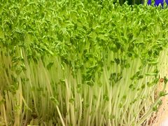 -V-ONE西雅图海鲜自助餐厅(仓山万达广场店)