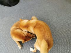 -柴源莊·柴小宠柴犬咖啡