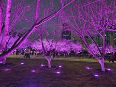 -西北湖绿化广场