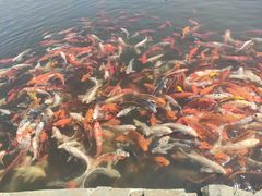 -北戴河圣蓝海洋公园