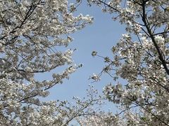 -顾村公园