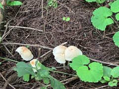 -东天目山风景区