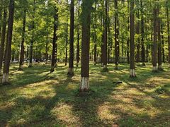 -黄海国家森林公园