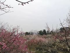 -香雪海