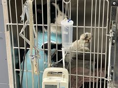 -达爱动物医院·犬猫分区·CT·复杂眼科(远洋山水分院)