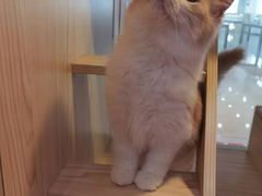 -爪爪喵星球·猫舍(前海卓越店)