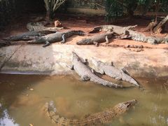 -海南热带野生动植物园