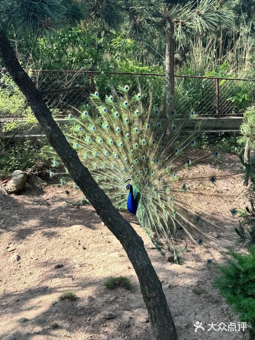 西霞口神雕山野生动物世界图片