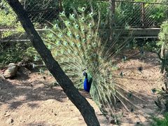 -西霞口神雕山野生动物世界