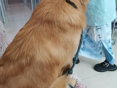 -福懋动物医院·犬猫全科·外科·重症科(杏林分院)