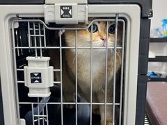 -爱诺耐芙动物医院(万博店)