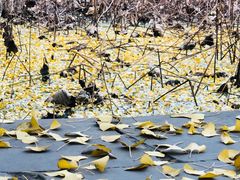 -四川大学(华西校区)
