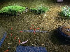 -几荷·恰似故人来(秀水广场店)