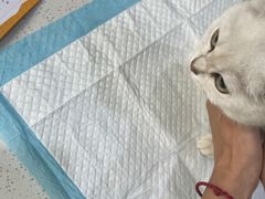 -萌兽医馆·宠物医院·猫骨科(创景店)