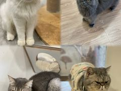 -楼上猫咖(罗湖店)