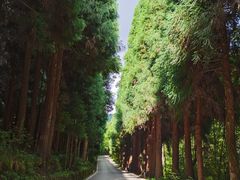 -武陵山森林公园
