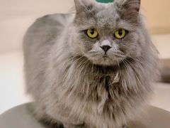 -飞行喵MR PILOT|猫舍·猫咖(静安大融城店)