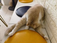 -平行世界·猫咖(首经贸店)