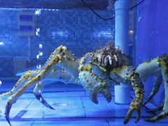 -红顶食府(滨湖九号店)