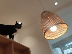 -是阿柴呀！柴犬咖啡·爱喵喵猫咖