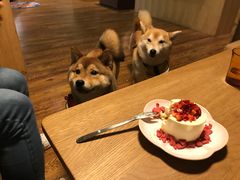 -柴务处·柴犬主题狗咖