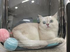 -爱侣宠医·鹦鹉专科·小型哺乳类·异宠专科(灵石路店)