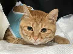 -北京观赏动物医院·24小时大型综合·猫专科·异宠专科