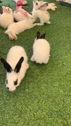 -萌宠亲子动物乐园(槐房万达店)