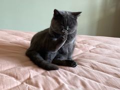 -瑞派宠物医院·CT影像中心·猫友好医院(奥城店)