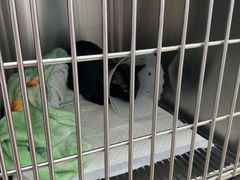 -宠福鑫康馨动物医院·骨科·眼科